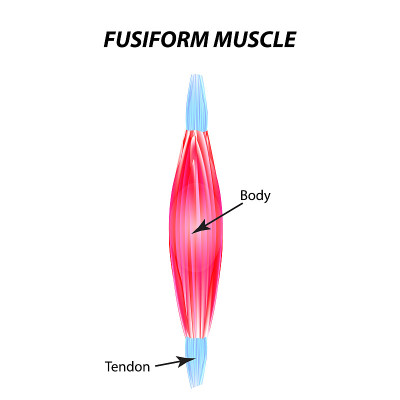 The structure of skeletal muscle. fusiform muscle.