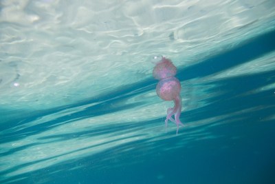 水母