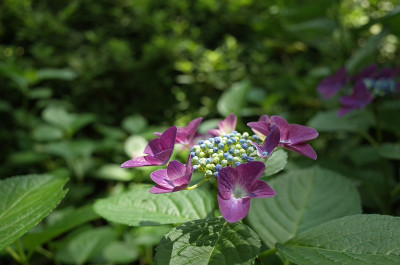 浅紫绣球花