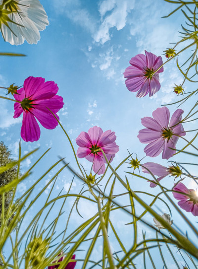 金鸡菊