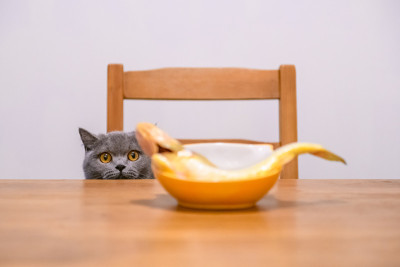 桌上的英国短毛猫和鱼