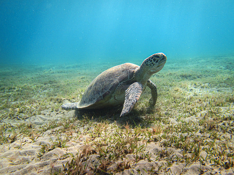 绿海龟(Chelonia Mydas)早晨在海上。