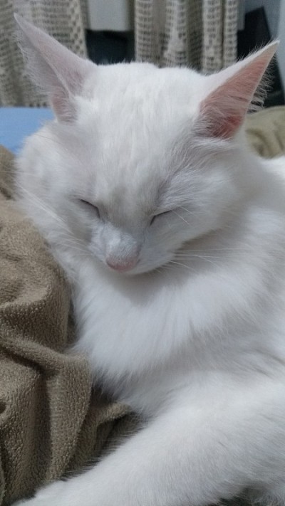 土耳其安哥拉猫