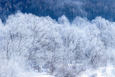 北海道富兰野树上的雾凇