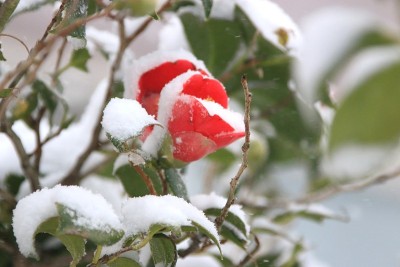 茶花，冬天，雪，暴风雪