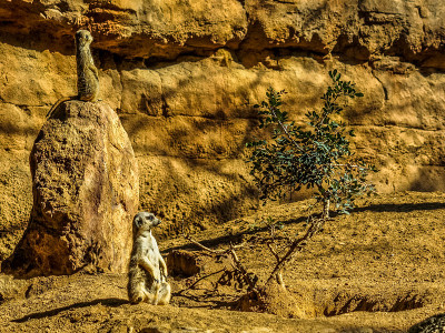 猫鼬或Suricate