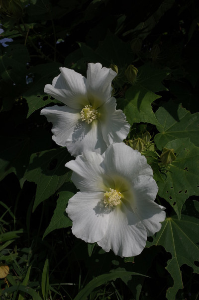 棉花Rosemallow