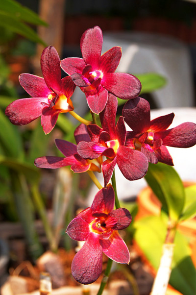 兰花的花