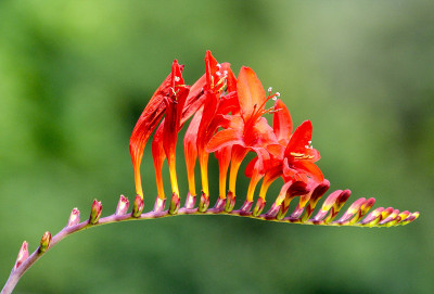 Montbretia