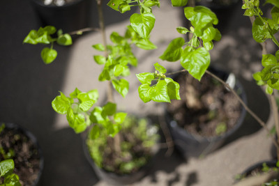 树苗要种在地里。植树造林
