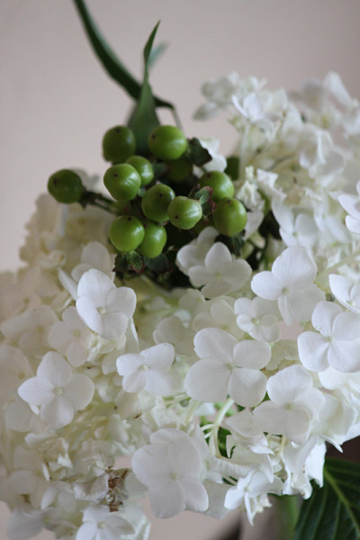 绣球花花