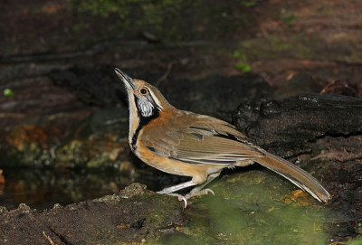 更大的民族Laughingthrush