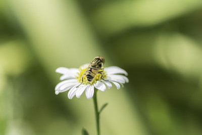 蜜蜂从洋甘菊花中吸取花蜜