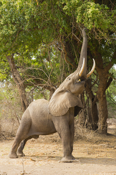 侧面的非洲象(Loxodonta africana)喂养