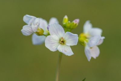 白花酢浆草(cardamine pratensis)
