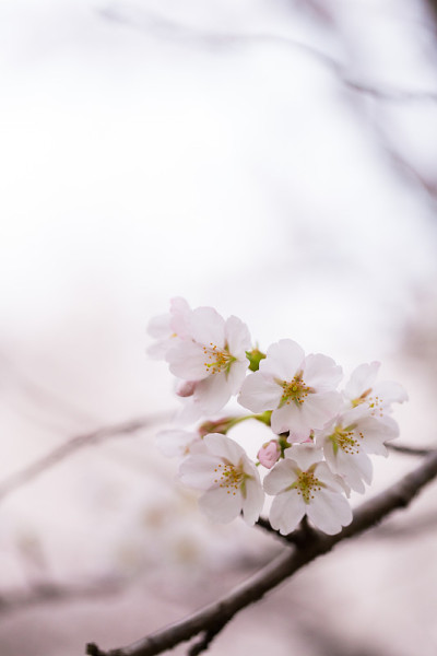 樱花2018
