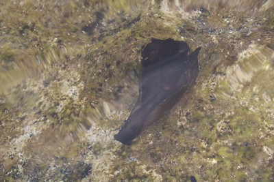 海蛞蝓游泳