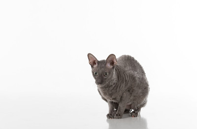黑色康沃尔郡雷克斯猫坐在白色桌子上沉思。白色背景。