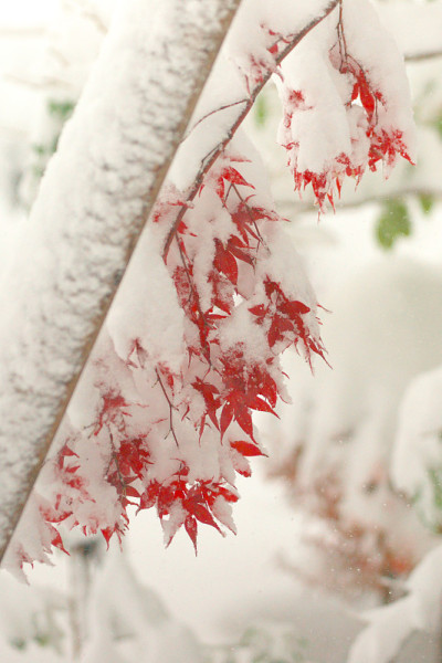 晚秋的粉状雪