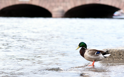 duck in the city