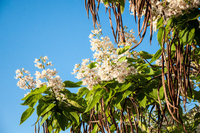 梓树在夏天开花