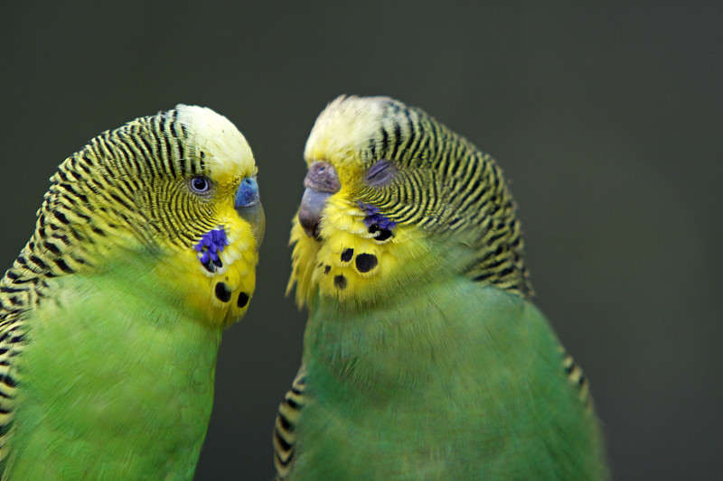 绿色budgies