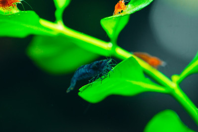 蓝梦新卡迪纳虾水族馆爱好宠物淡水家。