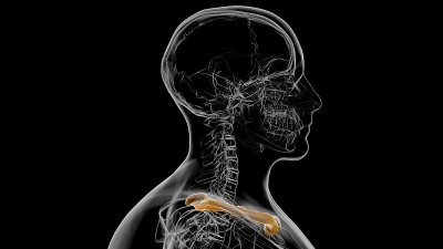 人类骨骼解剖锁骨3D渲染