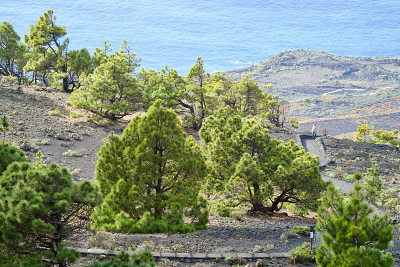 火山上的松树