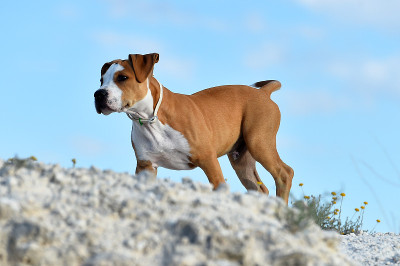 年轻的斗牛犬犬