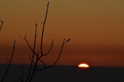夕阳和树枝