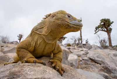 The land iguana sitting on the rocks.