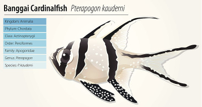 Banggai cardinalfish