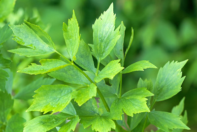 在花园中生长的丁香属植物(Levisticum officinale)的湿叶