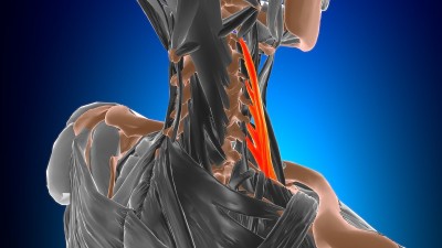 3D医学概念中斜角肌解剖