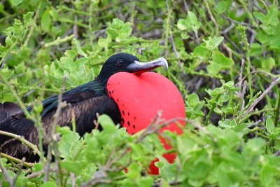 FRIGATEBIRD