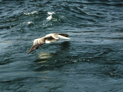 褐鹈鹕(Pelican occidentalis)
