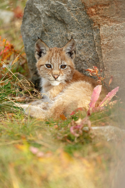 猞猁和幼崽