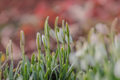 雪花莲，林中春花