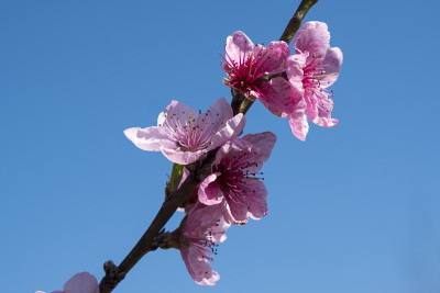 盛开的桃花特写