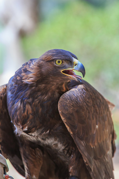 金鹰(Aquila chrysaetos)