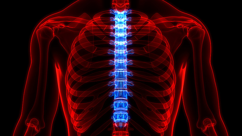 人体骨骼系统解剖学中的脊髓、脊柱、胸椎