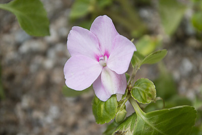 Sunpatiens