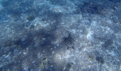 浮潜