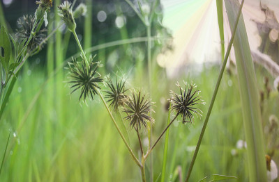 清晨阳光明媚的牧场上的鲜花。