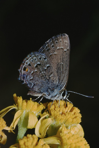 细纹蝶(Hypaurotis)