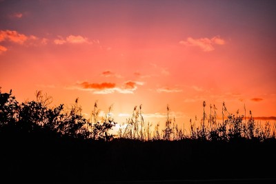夕阳的光辉穿过高高的沼泽草地