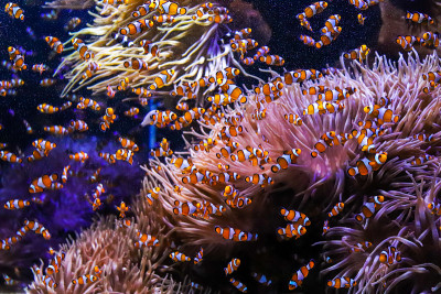 摩纳哥蒙特卡洛水族馆，一群小丑鱼在海葵旁游泳