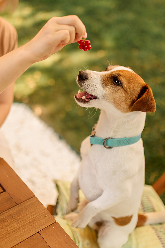 Female hand owner feeds food to Jack Russell Terri