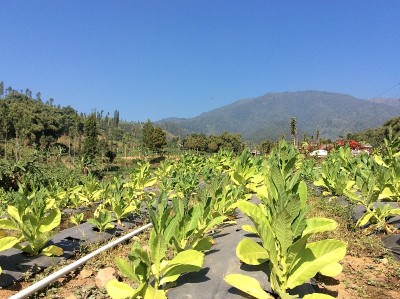 烟草种植园